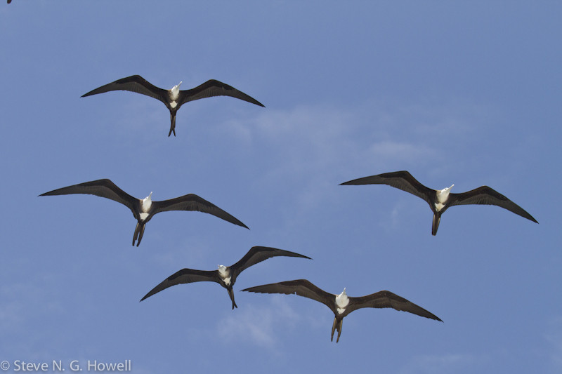 Along with groups of frigatebirds that sail effortlessly overhead. Credit: Steve Howell